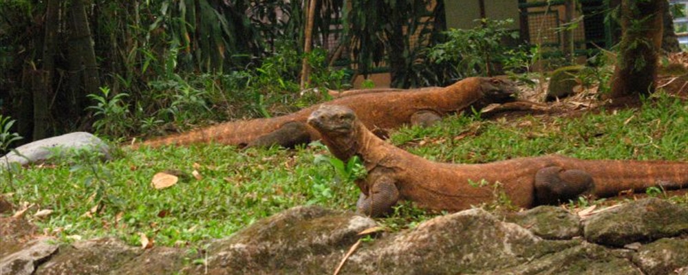Komodo Dragons